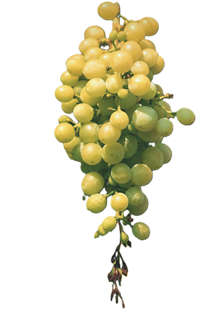 Raisin blanc - Cépages