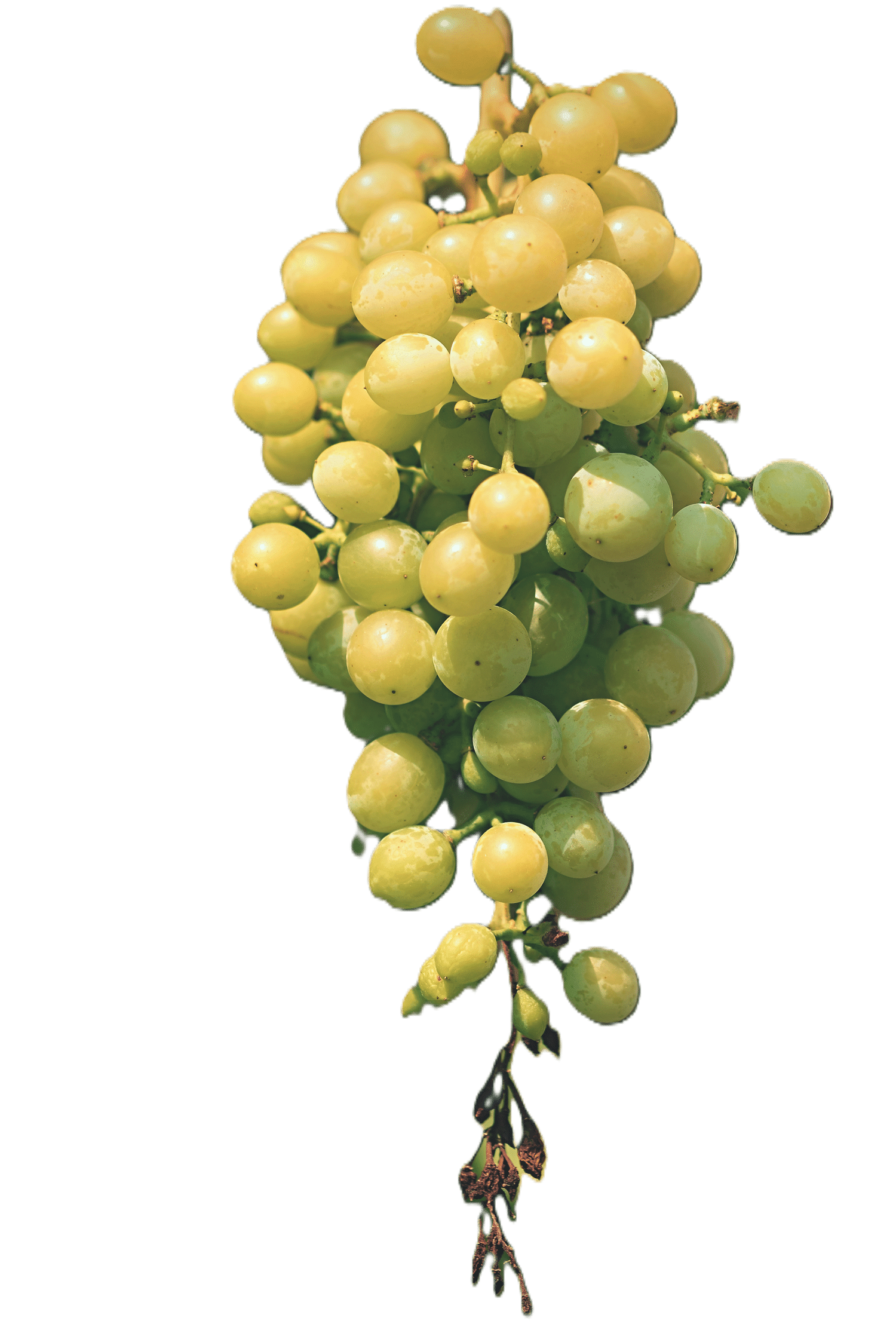 Raisin blanc - Cépages