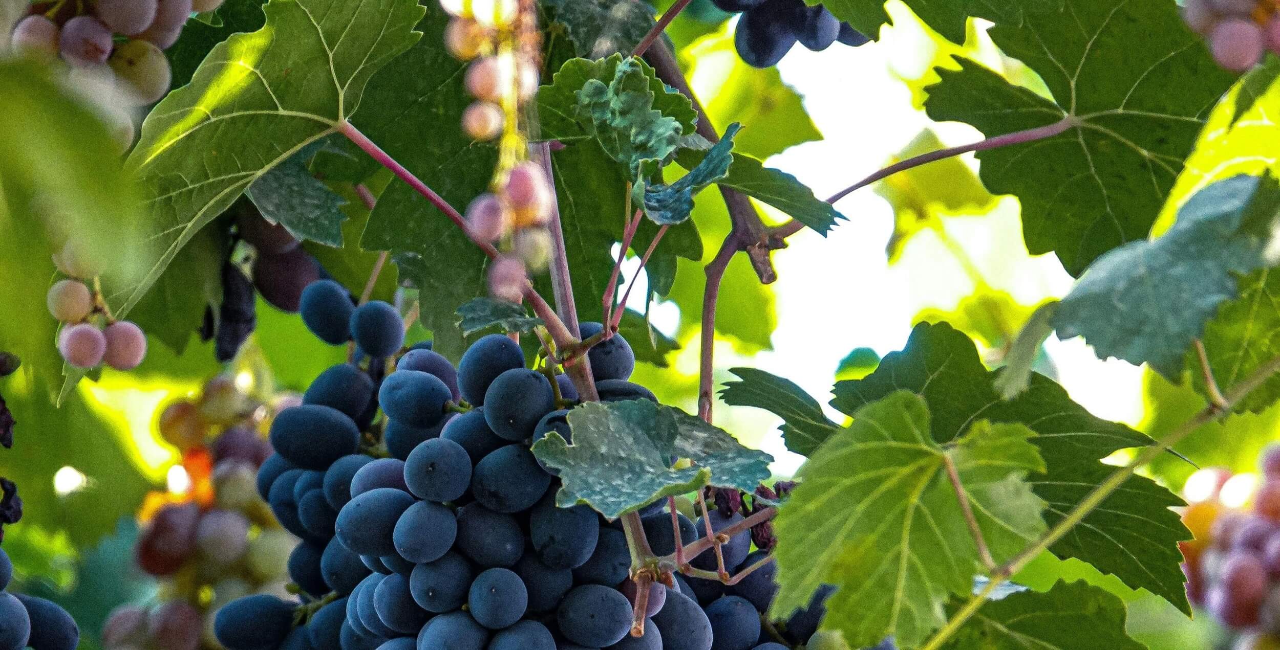 Autour du vin