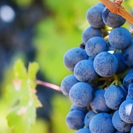 Carignan