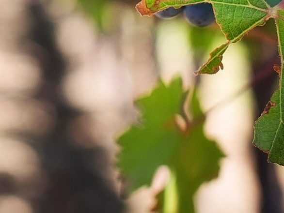 Carignan - Cépages
