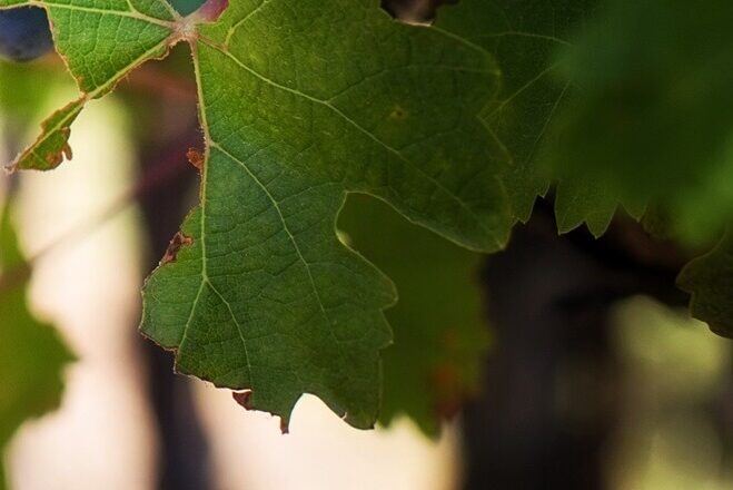 Carignan - Cépages
