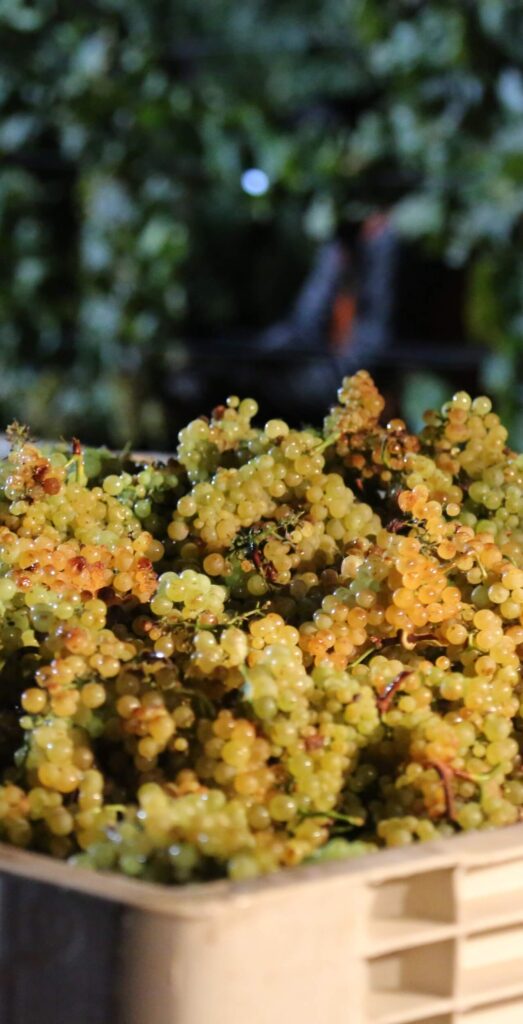 Chardonnay - Cépages