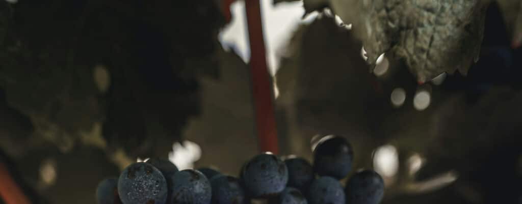 Gamay - Cépages