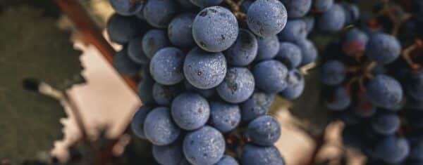 Gamay