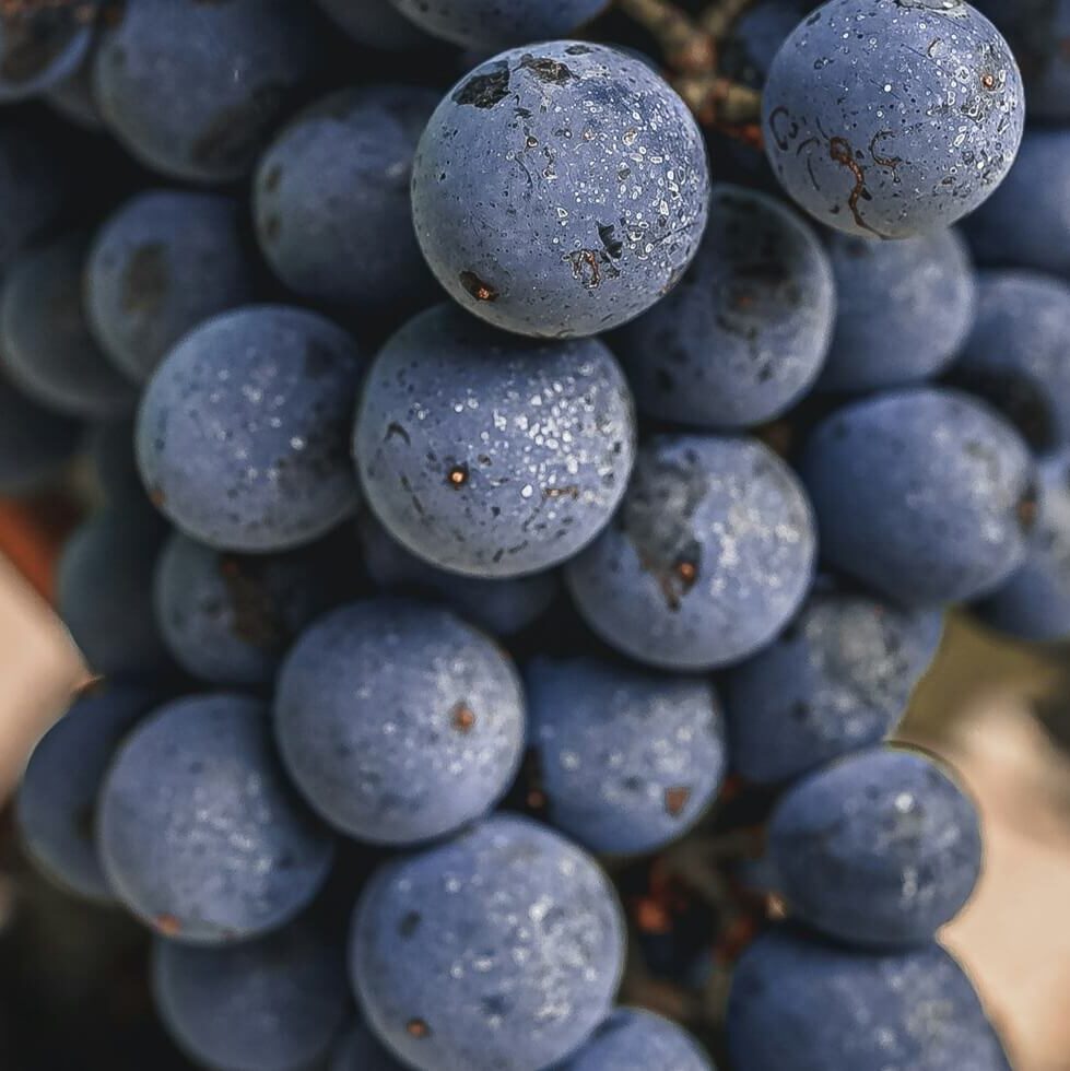 Gamay - Cépages