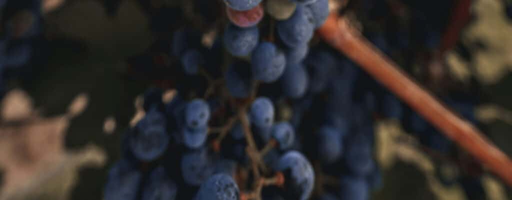 Gamay - Cépages