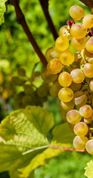 Riesling