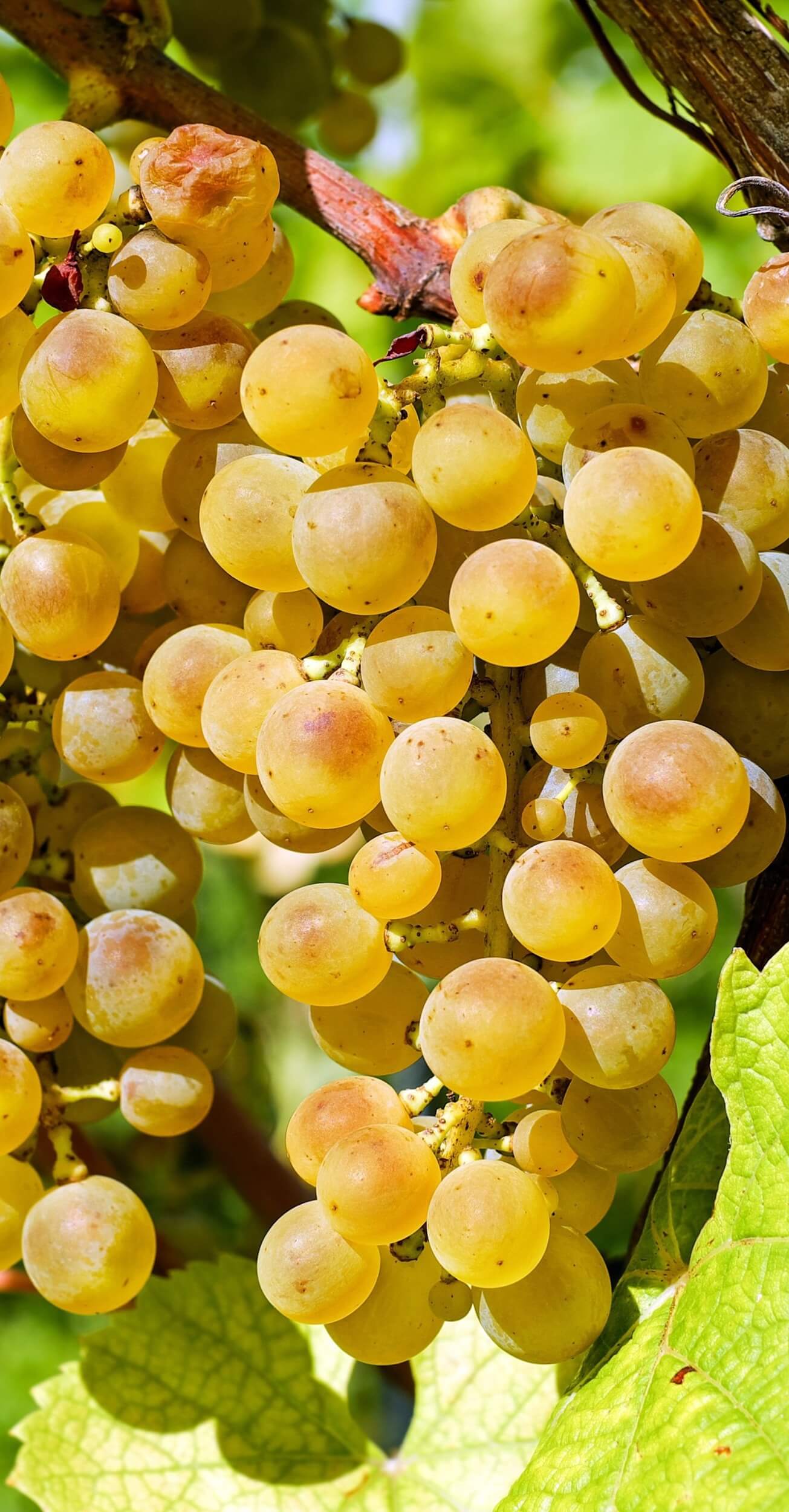 Gewurtztraminer - Cépages