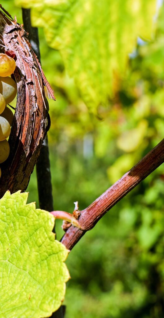 Gewurtztraminer - Cépages
