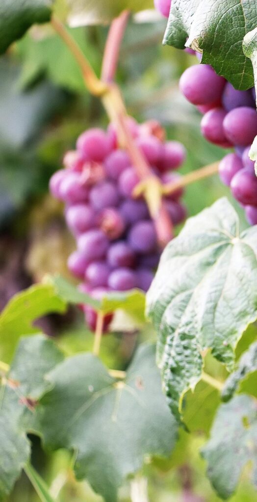 Grenache- Cépages