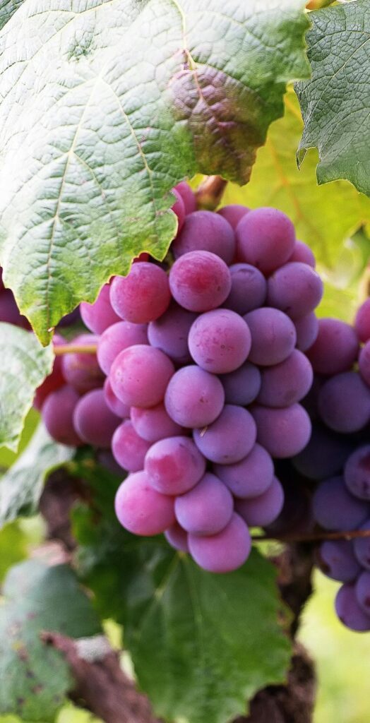 Grenache- Cépages