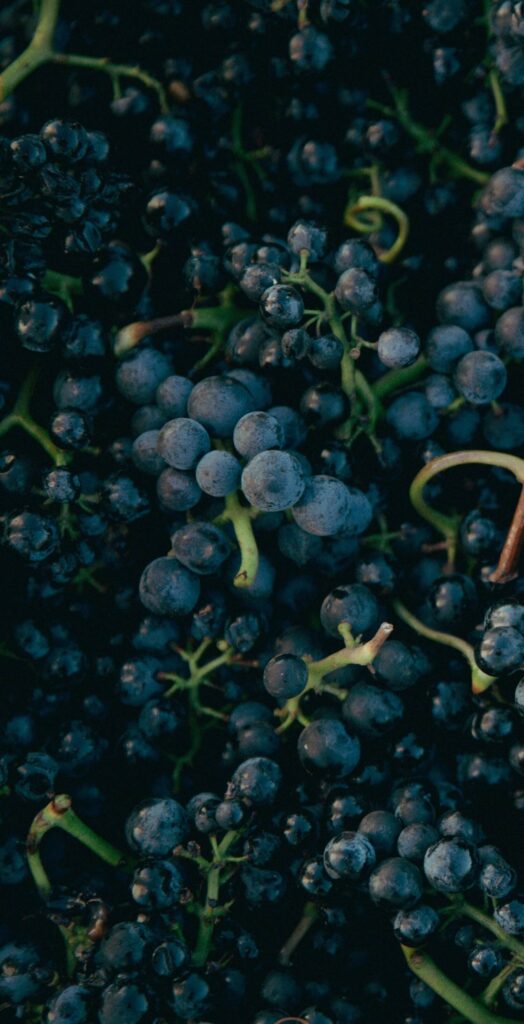 Malbec - Cépages