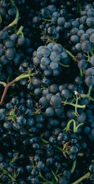 Malbec