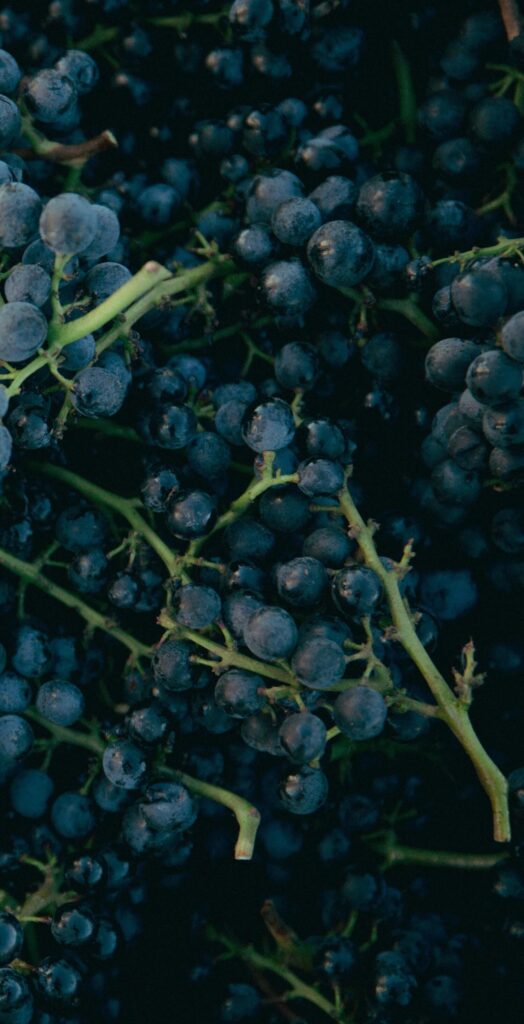 Malbec - Cépages