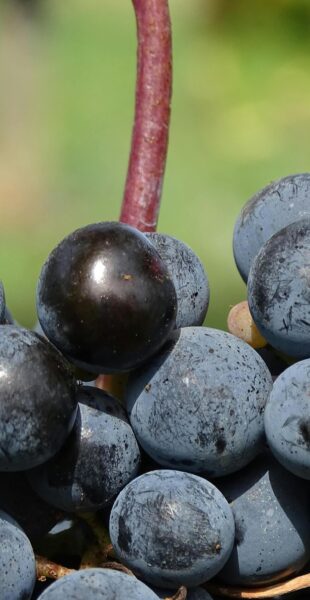 Merlot