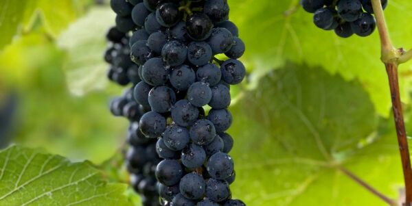 Pinot Meunier