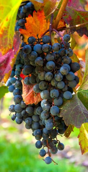 Mondeuse