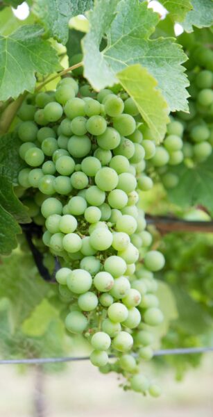 Muscat