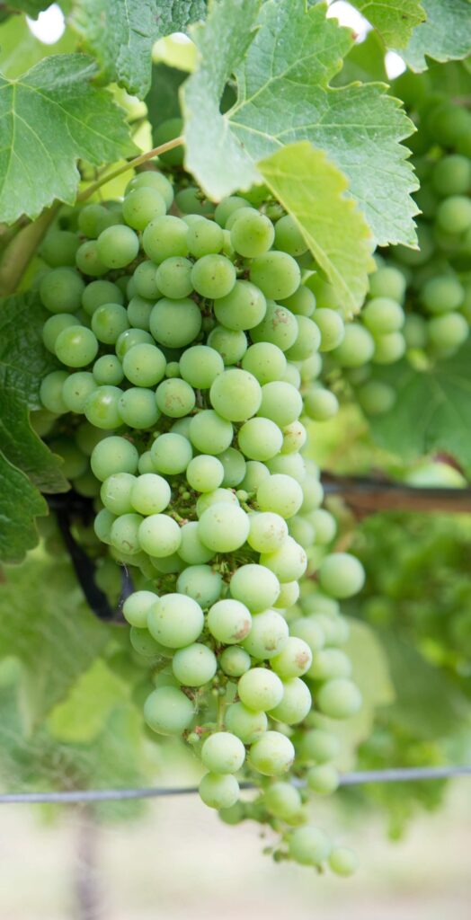 Muscat - Cépages