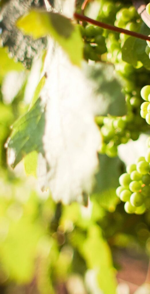 Pinot auxerrois - Cépages
