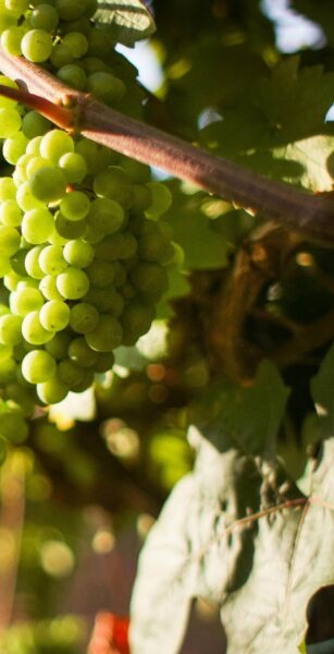 Pinot Auxerrois