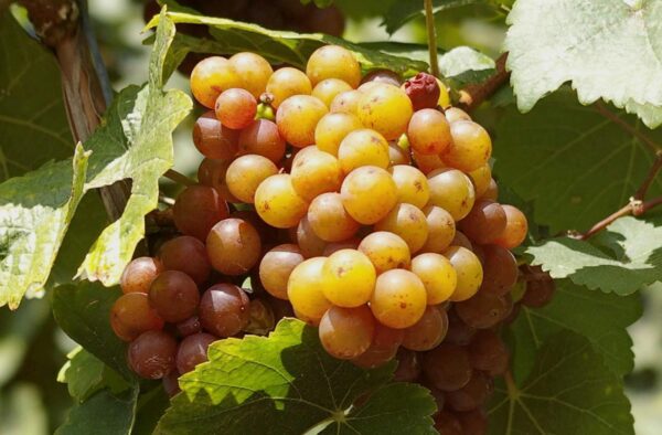 Pinot Gris