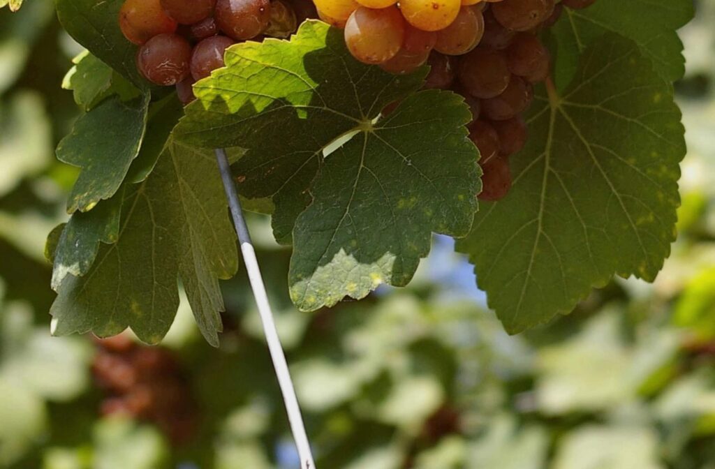 Pinot gris - Cépages