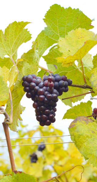 Pinot Noir