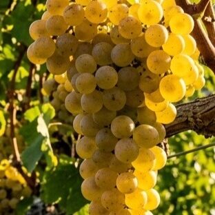Riesling - Cépages