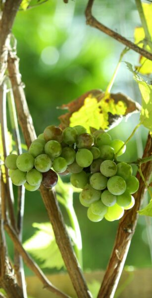 Sauvignon Blanc