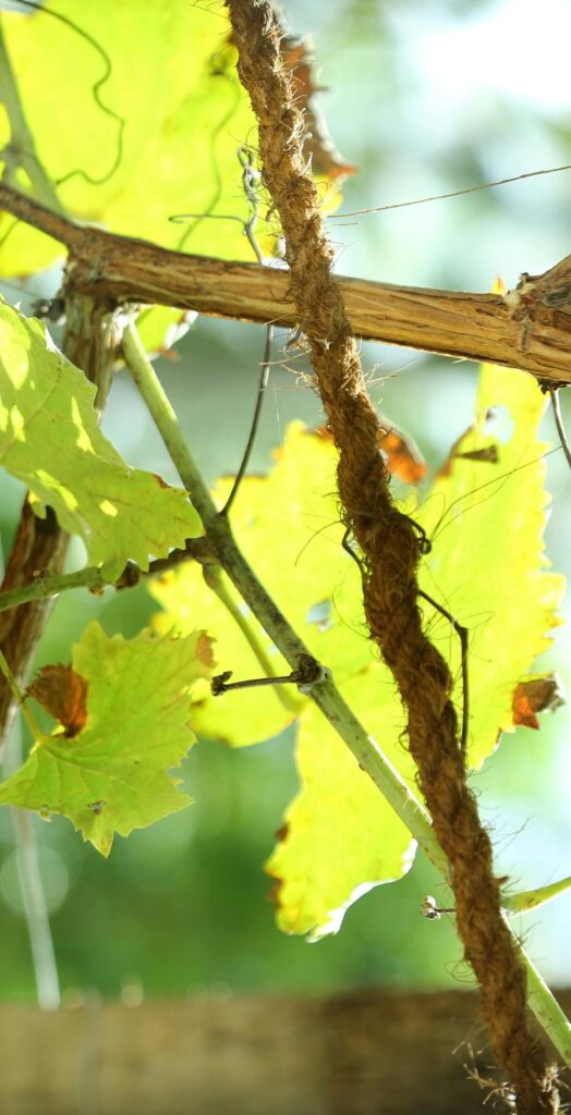 Sauvignon blanc - Cépages