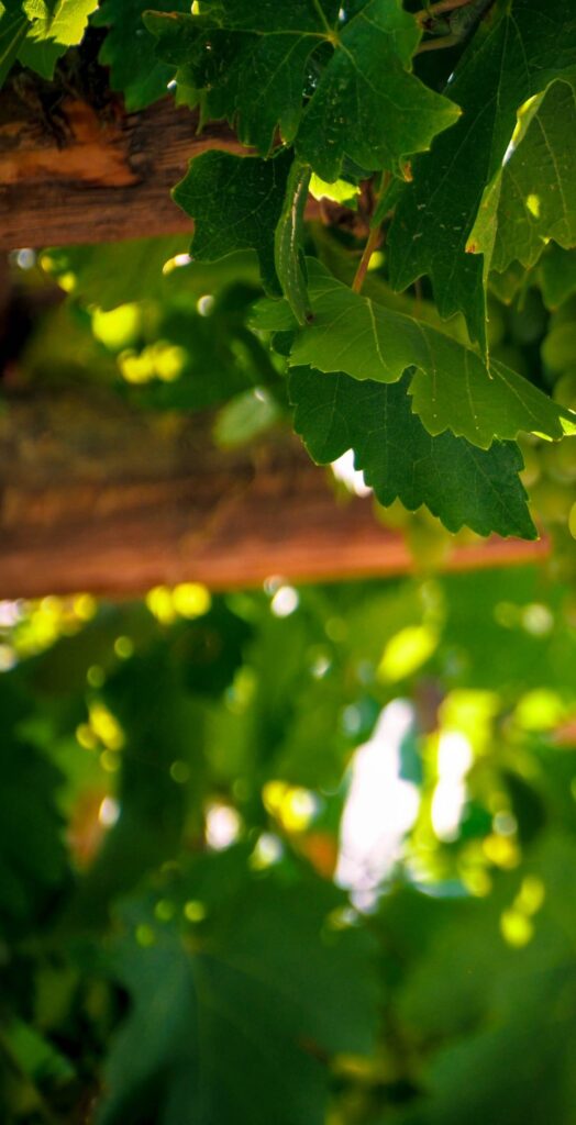 Sauvignon gris - Cépages