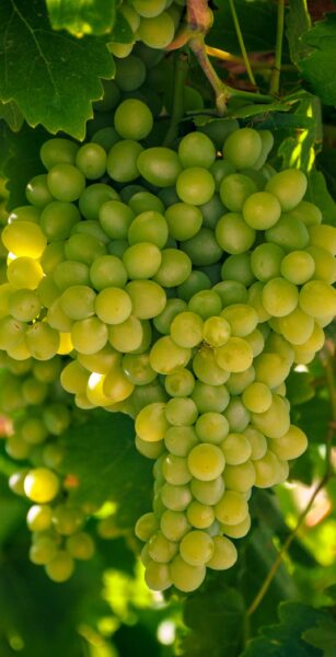 Sauvignon Gris