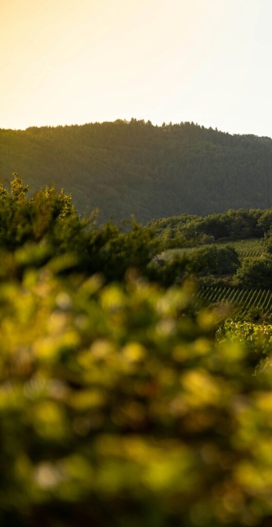 Savagnin - Cépages