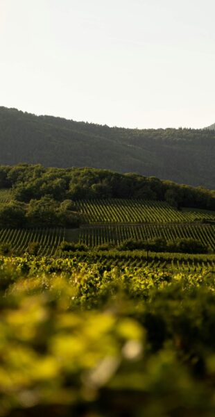 Savagnin