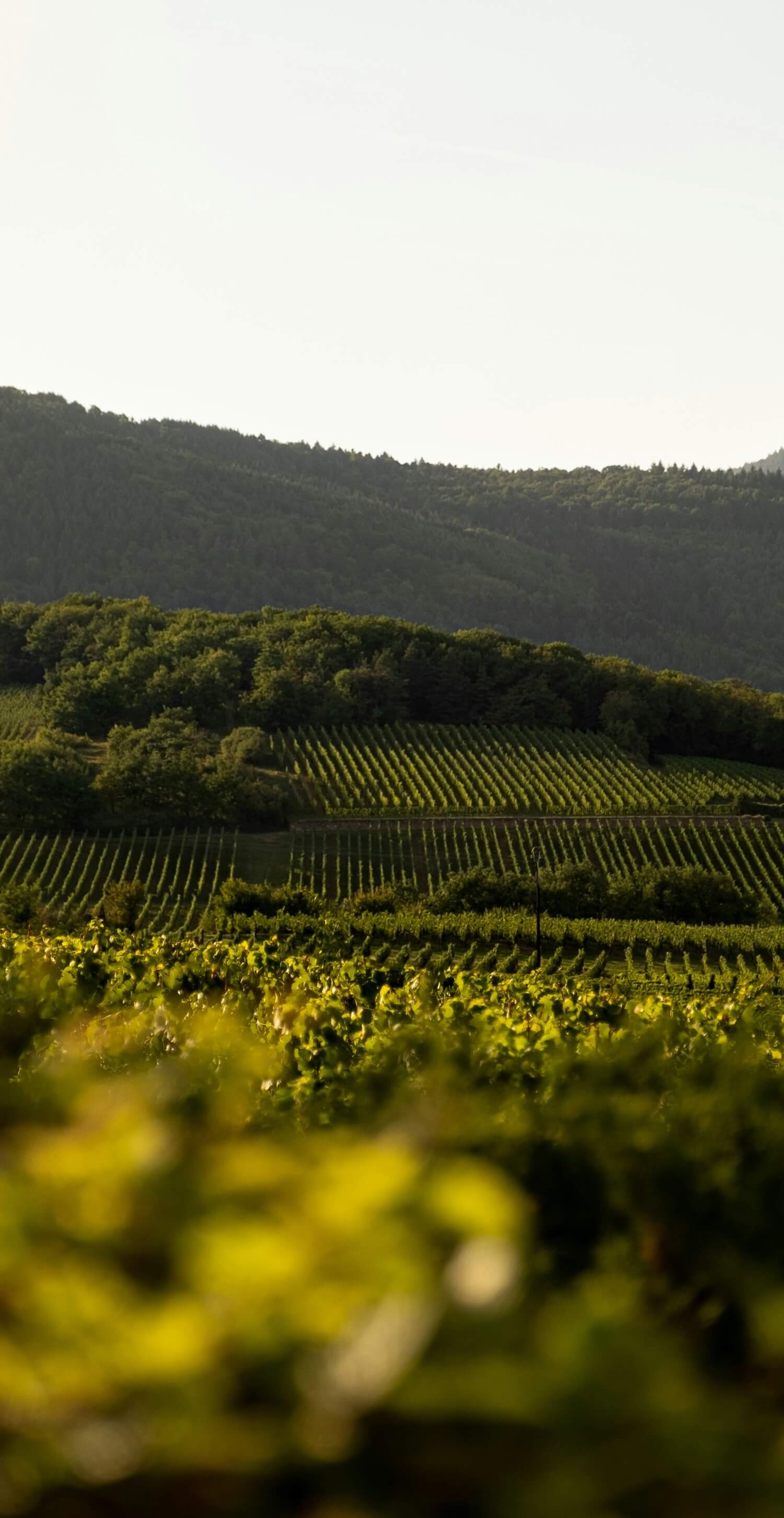Savagnin - Cépages