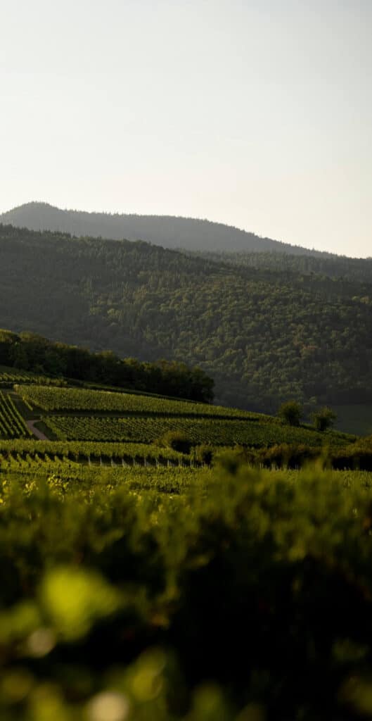 Savagnin - Cépages