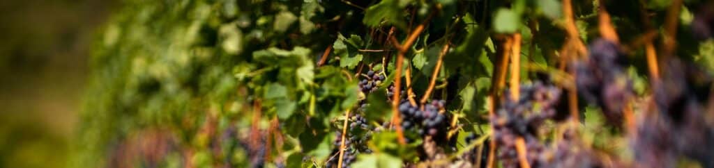 Syrah - Cépages
