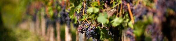 Syrah