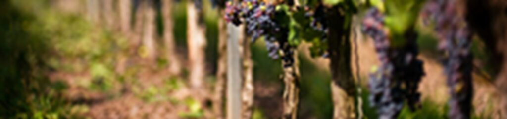 Syrah- Cépages