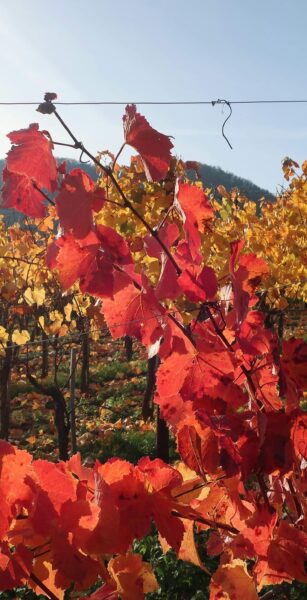Viognier