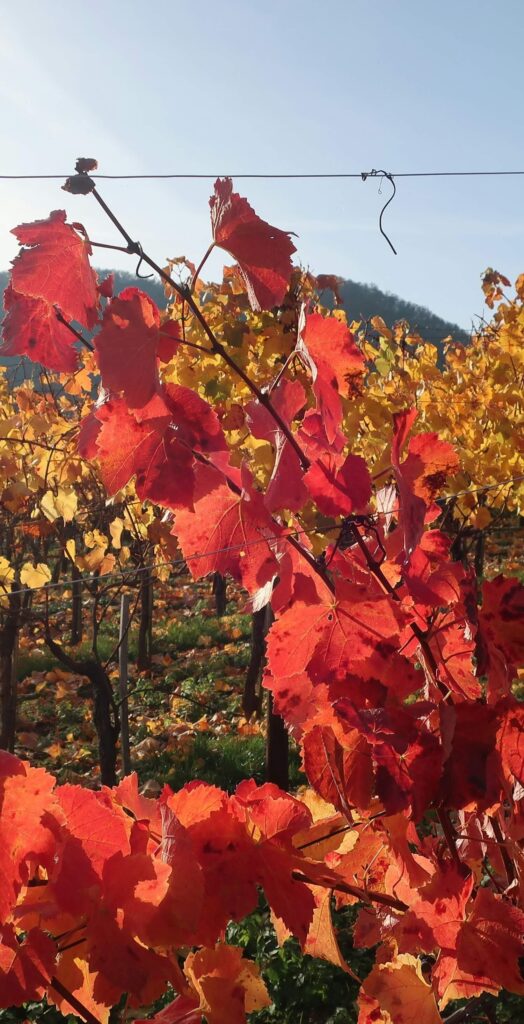 Viognier - Cépages