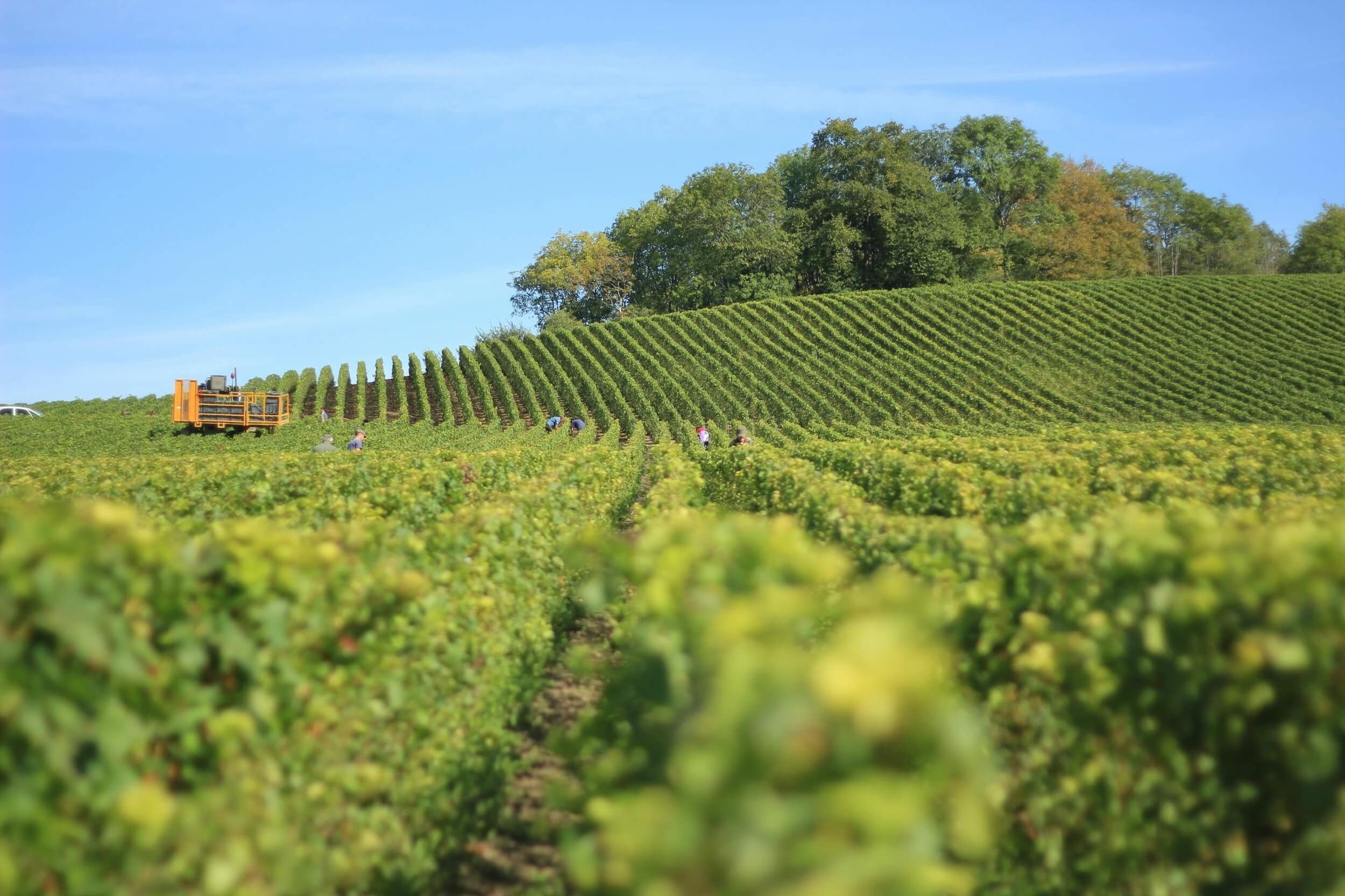 Les défauts dans le vin