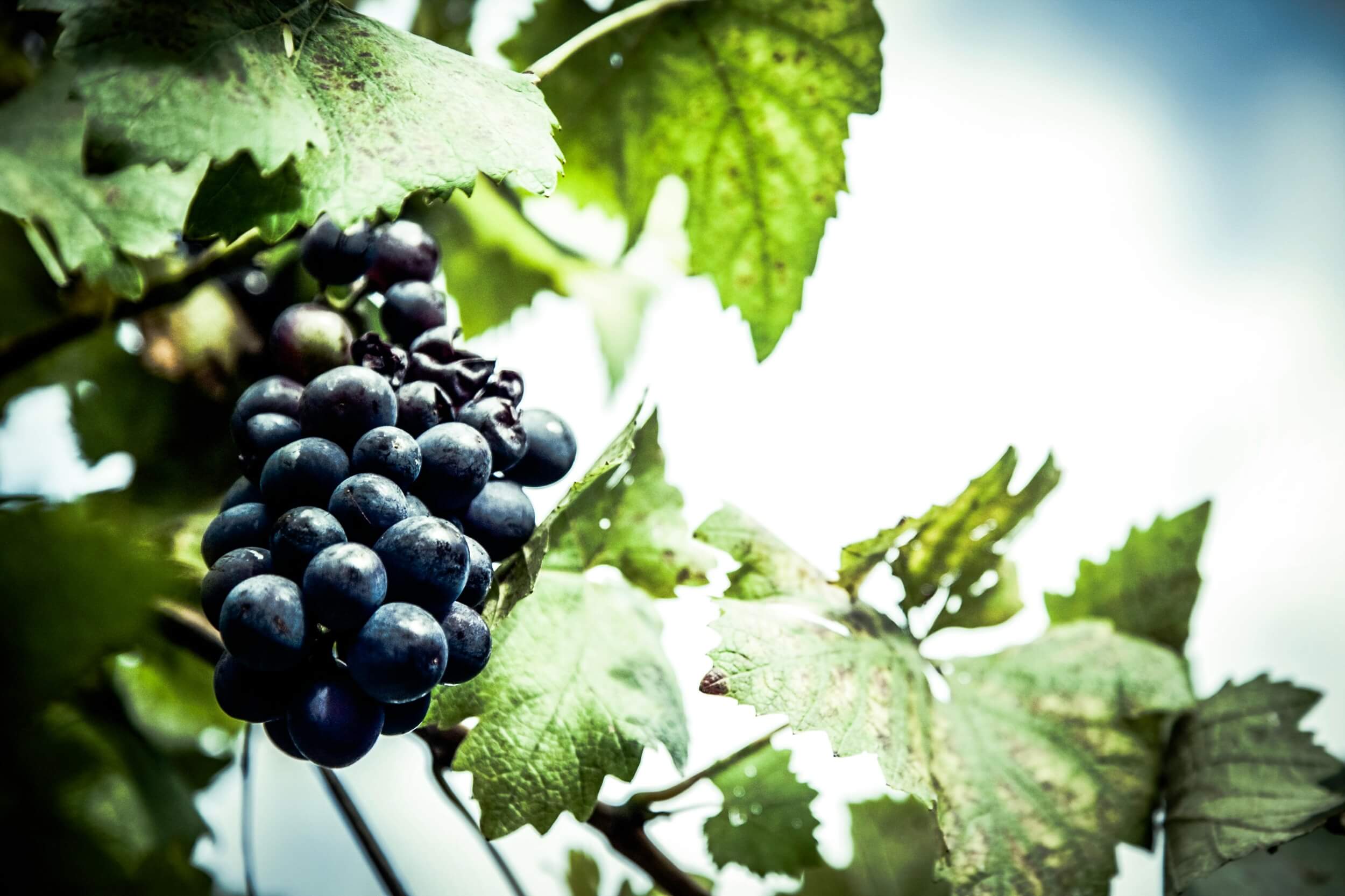 Vignoble - Cépages