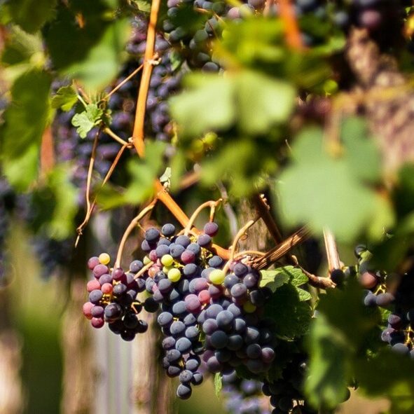 Syrah - Cépages