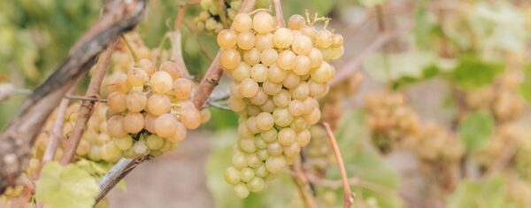 Vermentino