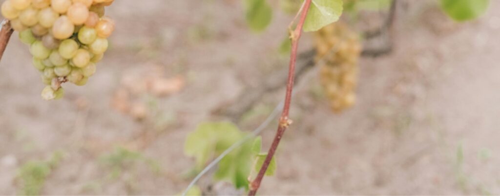 Vermentino - Cépages