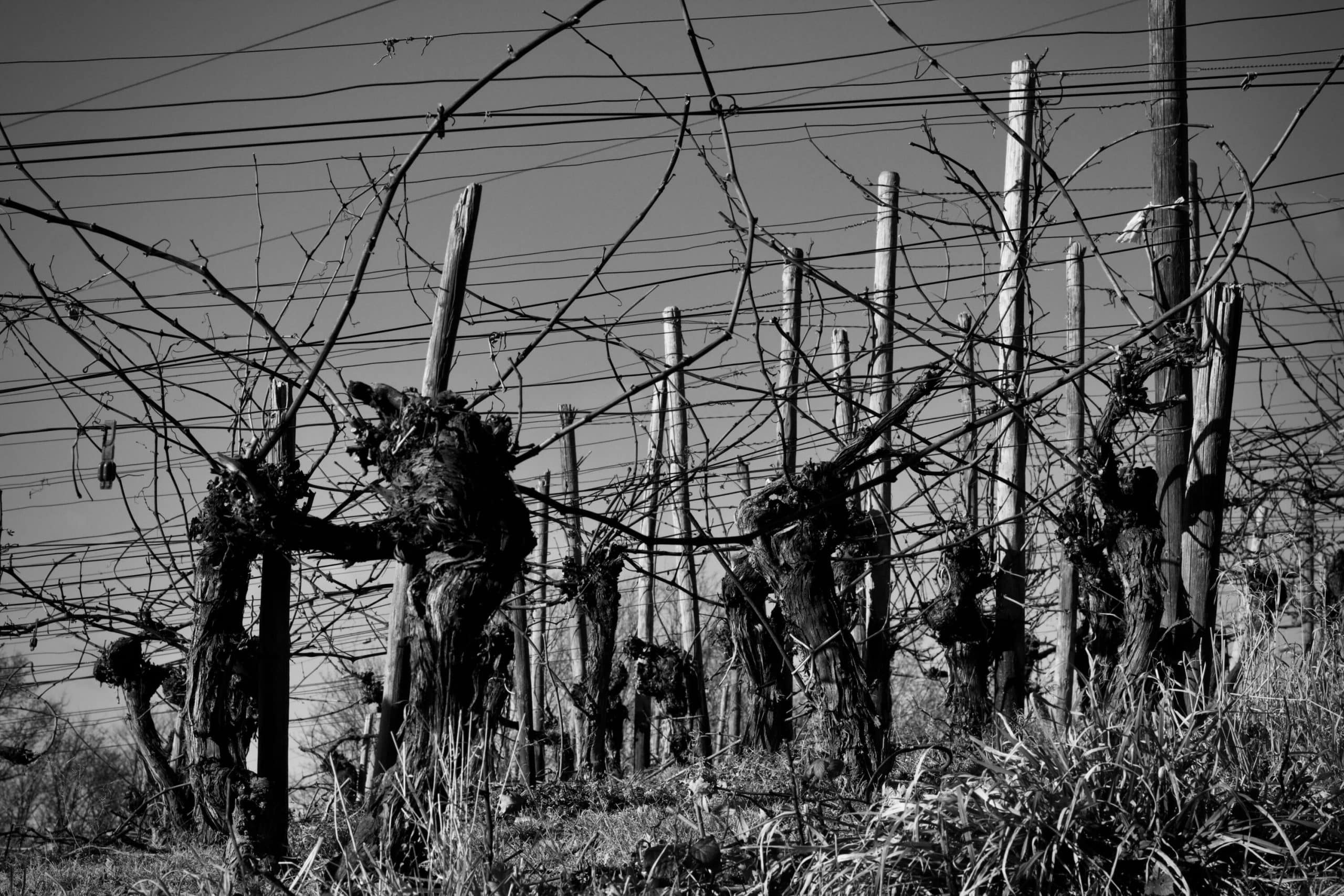 La taille de la vigne